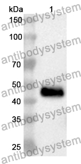 Anti-CDK8 Polyclonal Antibody