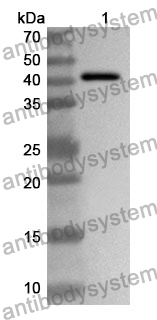 Anti-FNTA Polyclonal Antibody