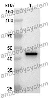 Anti-DHPS Polyclonal Antibody