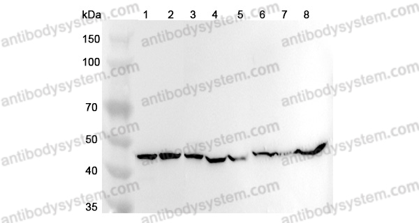 Anti-Human TUFM Polyclonal Antibody