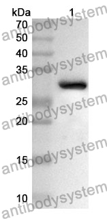 Anti-AMPH Polyclonal Antibody