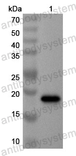 Anti-Human HOXA1 Polyclonal Antibody