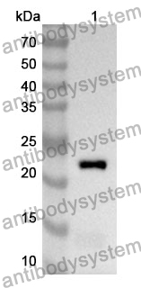 Anti-CASP4 Polyclonal Antibody