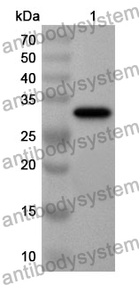 Anti-CD183/CXCR3 Polyclonal Antibody