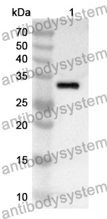 Anti-MCM2 Polyclonal Antibody