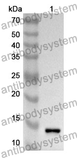 Anti-PGF/PlGF Polyclonal Antibody