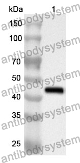 Anti-VEGFC Polyclonal Antibody