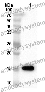 Anti-Human HINT1 Polyclonal Antibody