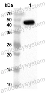 Anti-GSK3A Polyclonal Antibody