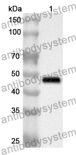 Anti-GSK3B Polyclonal Antibody