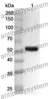 Anti-KLK7 Polyclonal Antibody