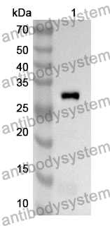 Anti-GZMK Polyclonal Antibody