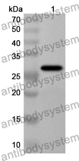 Anti-SELENOP Polyclonal Antibody