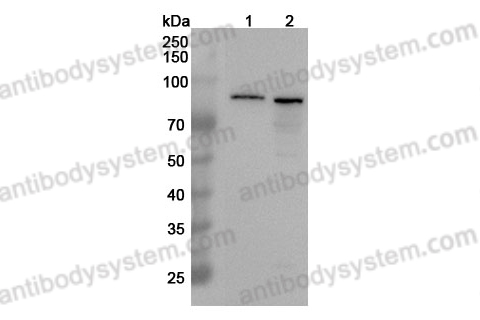 Anti-MRE11 Polyclonal Antibody