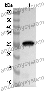 Anti-MMP14 Polyclonal Antibody