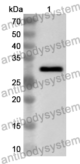 Anti-MMP14 Polyclonal Antibody