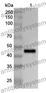 Anti-SERPINB9 Polyclonal Antibody