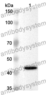 Anti-Human MXI1 Polyclonal Antibody