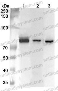 Anti-Human PEX5 Polyclonal Antibody