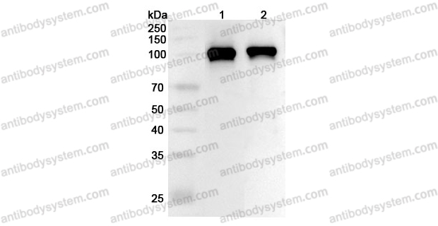 Anti-DNM2 Polyclonal Antibody