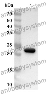 Anti-CD253/TNFSF10/TRAIL Polyclonal Antibody