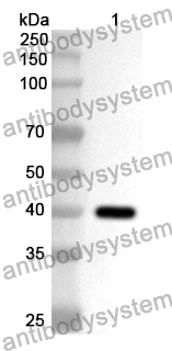 Anti-CDK9 Polyclonal Antibody