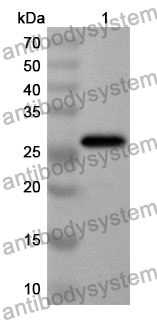 Anti-CD239/BCAM Polyclonal Antibody