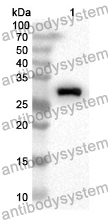 Anti-BLK Polyclonal Antibody