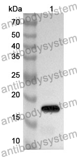 Anti-MMP15 Polyclonal Antibody