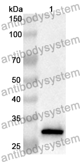 Anti-Human BRCA2 Polyclonal Antibody