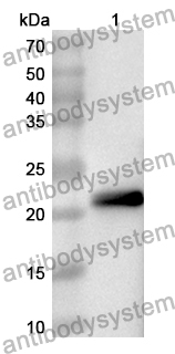 Anti-MECP2 Polyclonal Antibody