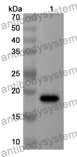 Anti-VAMP7 Polyclonal Antibody