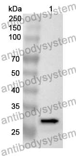 Anti-Human EFNA3 Polyclonal Antibody