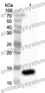 Anti-HMGA2 Polyclonal Antibody