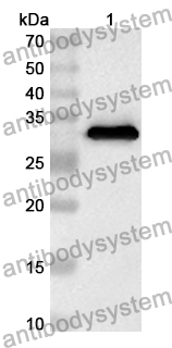 Anti-MAPK12 Polyclonal Antibody