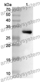 Anti-CRISP3 Polyclonal Antibody