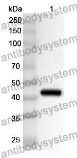 Anti-OAZ1 Polyclonal Antibody