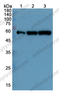 Anti-PRKAA2 Polyclonal Antibody