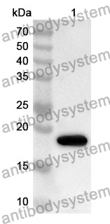 Anti-AIF1/IBA1 Polyclonal Antibody