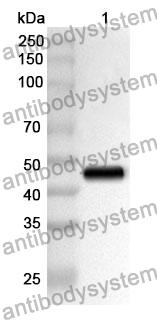 Anti-NR1H2/LXRb Polyclonal Antibody