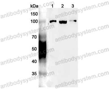 Anti-VCP Polyclonal Antibody