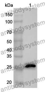 Anti-FGF8 Polyclonal Antibody