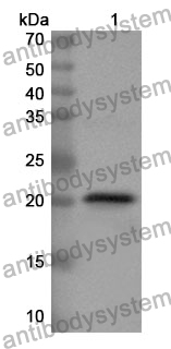 Anti-MANF Polyclonal Antibody