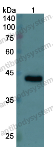 Anti-CASP9/Caspase 9 Polyclonal Antibody