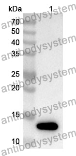 Anti-CASP6 Polyclonal Antibody