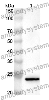 Anti-CDH15 Polyclonal Antibody