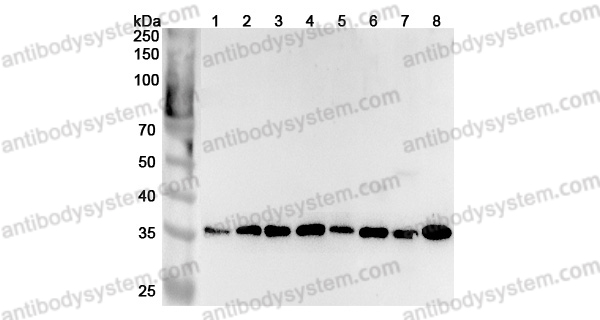 Anti-Human SEC13 Polyclonal Antibody