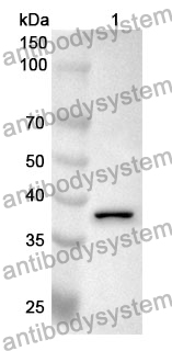 Anti-CCL23/MIP-3/MPIF-1 Polyclonal Antibody