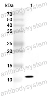 Anti-CCL18/PARC/MIP-4 Polyclonal Antibody