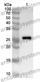 Anti-NPEPPS/PSA Polyclonal Antibody